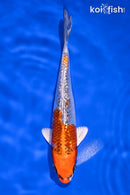 6.75" GINRIN KUJAKU