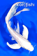 8.75" ARAGOKE PLATINUM OGON BUTTERFLY