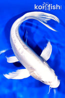 10" DOITSU PLATINUM OGON BUTTERFLY