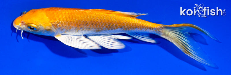 5.5" HARIWAKE BUTTERFLY