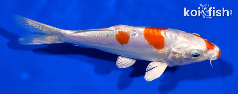 6.75" KIKUSUI