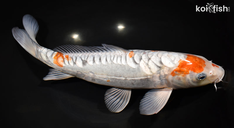 14.5" ARAGOKE OCHIBA SHIGURE