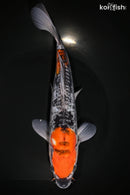 9.25" DOITSU GOSHIKI