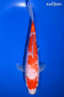 9" KOHAKU