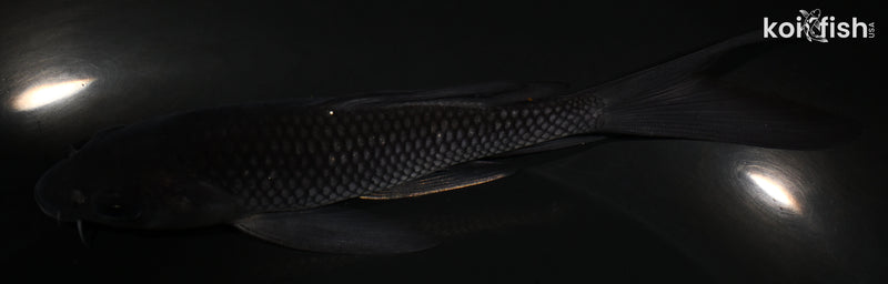 5.75" SORAGOI BUTTERFLY