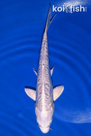 8.5" DOITSU PLATINUM OGON