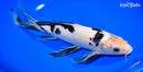 10.25" SHIRO BEKKO BUTTERFLY