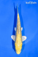 5" GINRIN YAMABUKI OGON