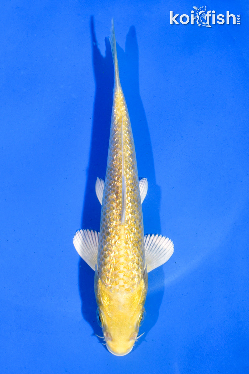 5" GINRIN YAMABUKI OGON