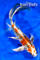 8.75" KUJAKU BUTTERFLY