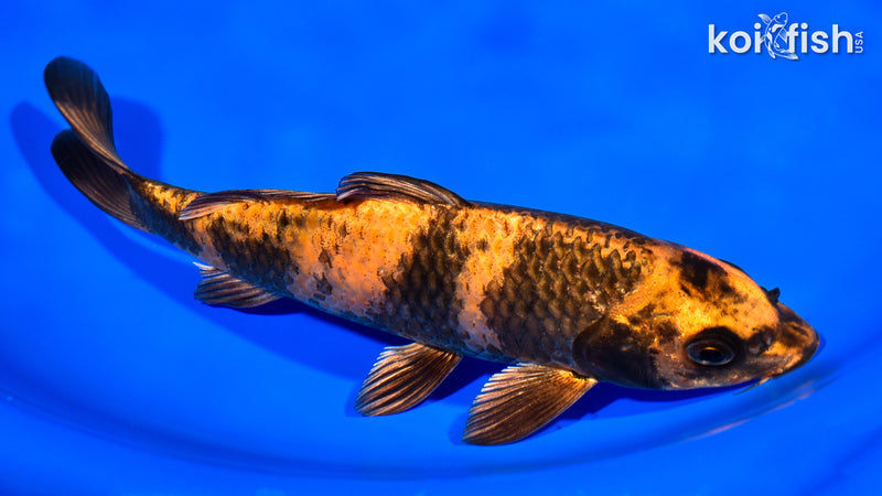 8.25" KIN HI UTSURI
