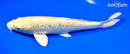 9.25" GINRIN YAMABUKI OGON