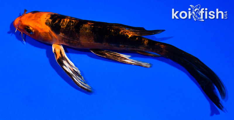 5.5" DOITSU AKA BEKKO BUTTERFLY