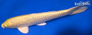 11.5" GINRIN YAMABUKI OGON
