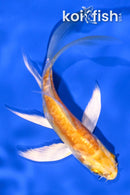 5" DOITSU YAMABUKI OGON BUTTERFLY