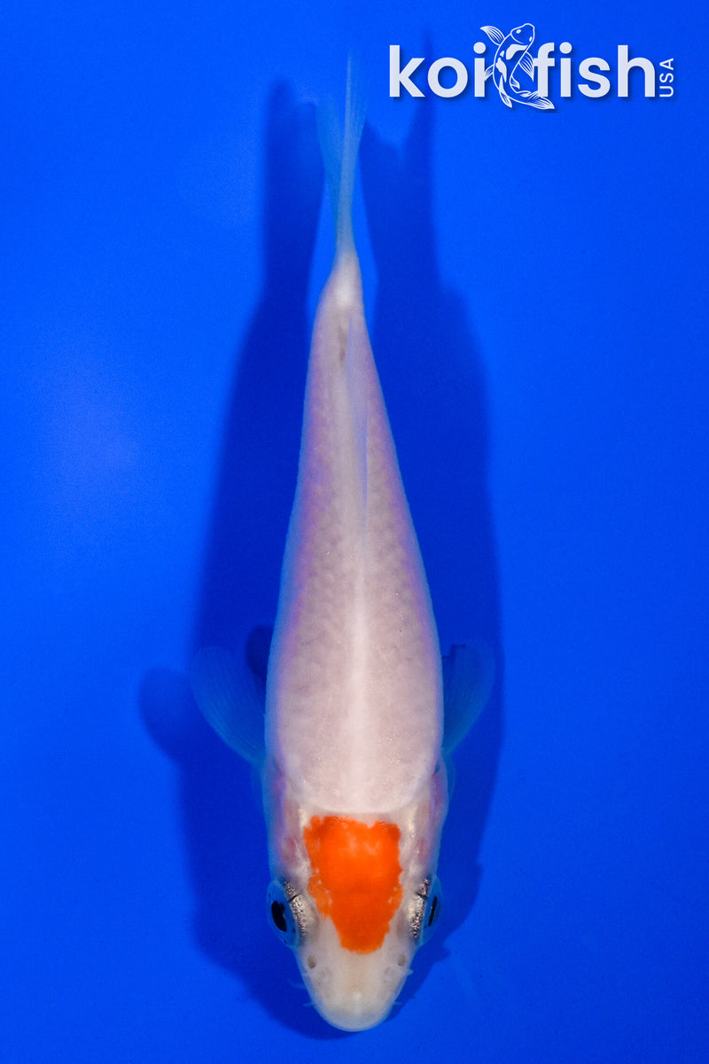 3.25" TANCHO KOHAKU
