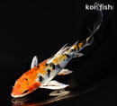 5.5" YAMATO NISHIKI BUTTERFLY