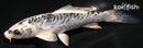 4.25" KIKOKURYU