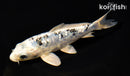 5.75" GINRIN GIN SHIRO BEKKO