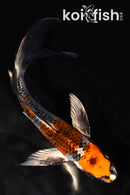 6.75" BENI GINGA BUTTERFLY