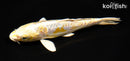 6.75" ARAGOKE LEMON HARIWAKE