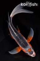 9.5" HI ASAGI BUTTEFLY