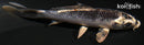 4.5" KUJAKU