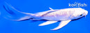 5.5" DOITSU PLATINUM OGON BUTTERFLY