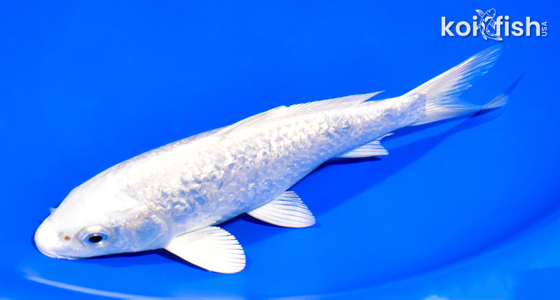 7.25" GINRIN PLATINUM OGON