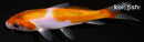 4.5" DOITSU GOROMO