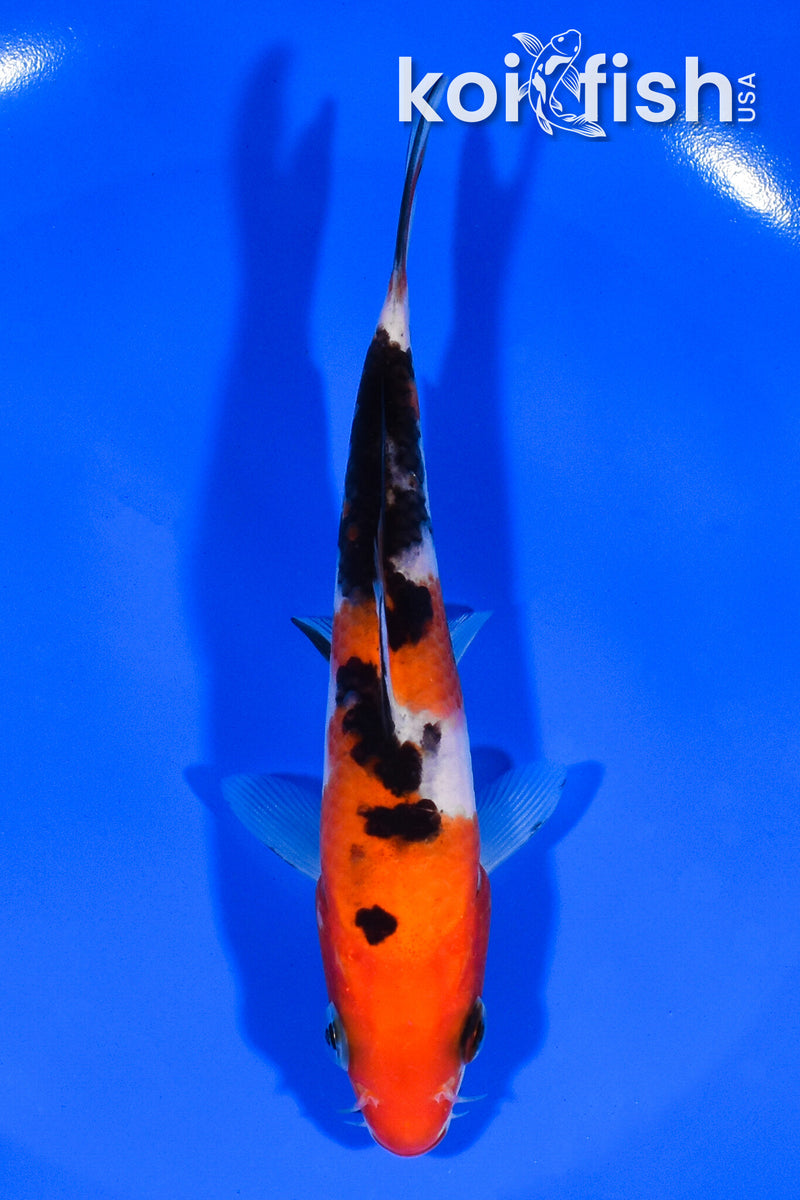 5.5" SANKE