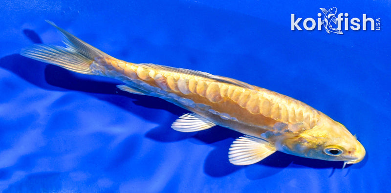 5" ARAGOKE YAMABUKI OGON