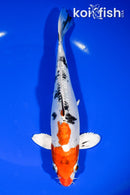 8.25" HEISEI NISHIKI
