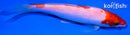 5.5" KOHAKU