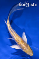 5.25" GINRIN LEMON HARIWAKE BUTTERFLY