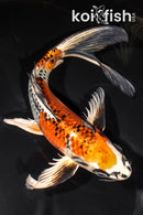 9.5" KUJAKU BUTTERFLY