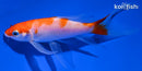 4.5" KOHAKU BUTTERFLY