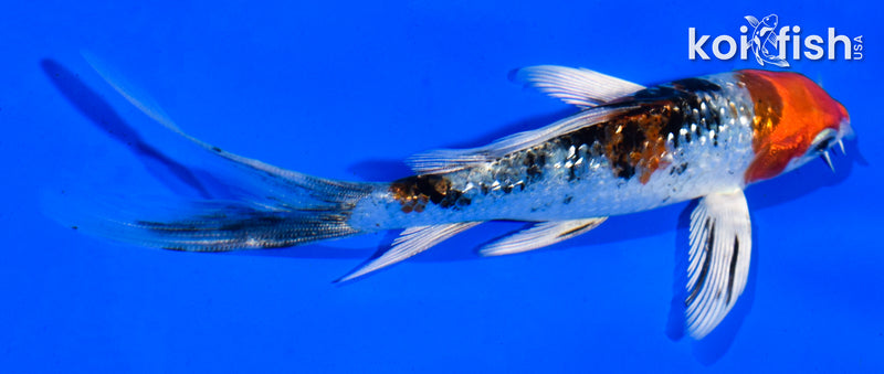 5" GINRIN YAMATO NISHIKI BUTTERFLY