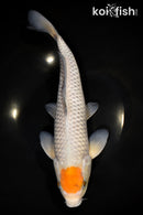 12.75" TANCHO OCHIBA SHIGURE