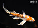 7.25" DOITSU KUJAKU BUTTERFLY