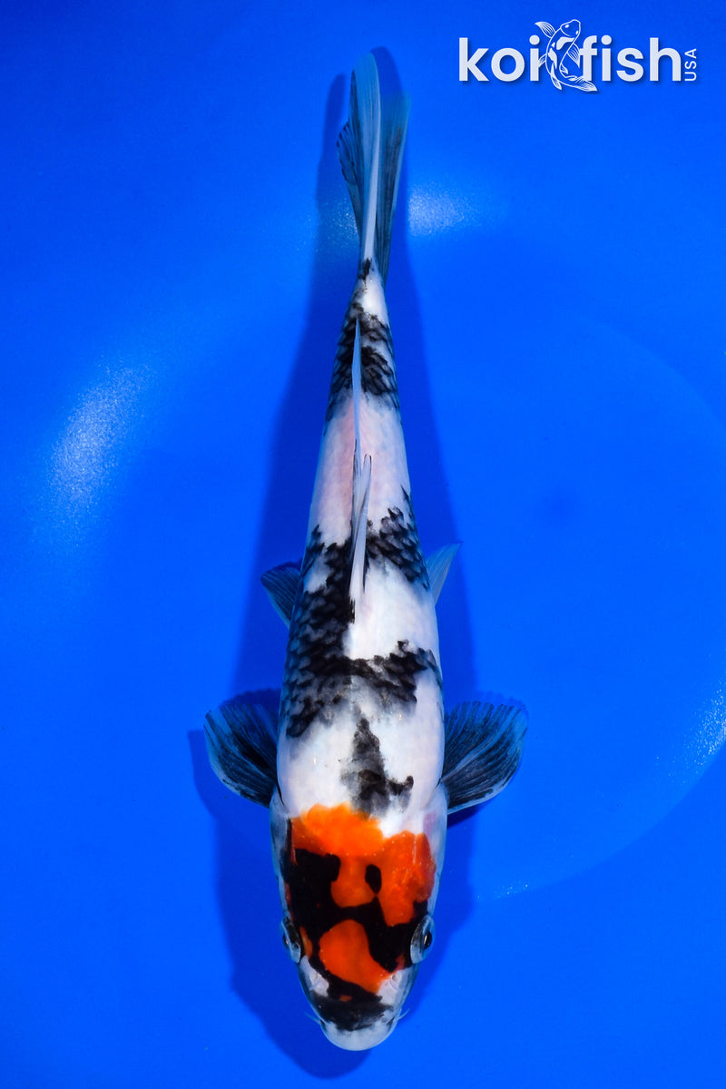 10.25" SHOWA