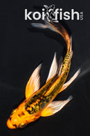 5.25" ARAGOKE ORENJI MATSUBA BUTTERFLY