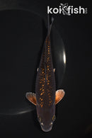 6.5" GINRIN METALLIC CHAGOI