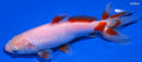 6.25" KUCHIBENI WAKIN GODLFISH