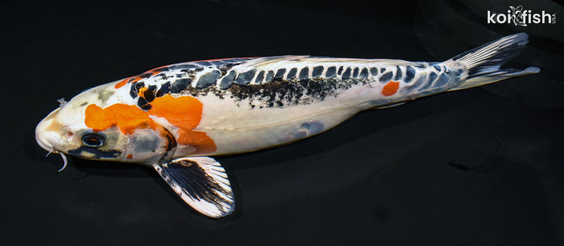 15.5" BENI KIKOKURYU