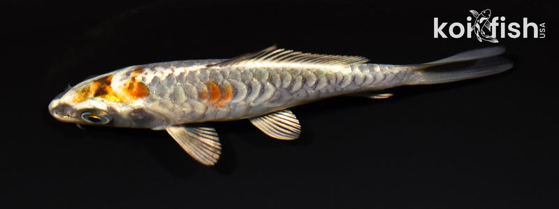 4.5" ARAGOKE BENI KIKOKURYU