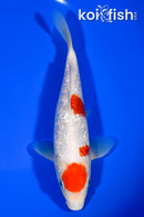 6.75" GINRIN MARUTEN KOHAKU