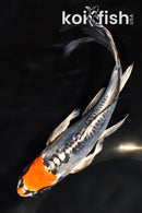 7.25" BENI KIKOKURYU BUTTERFLY