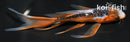 4.5" HI SHUSUI BUTTERFLY