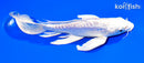 8.75" ARAGOKE PLATINUM OGON BUTTERFLY